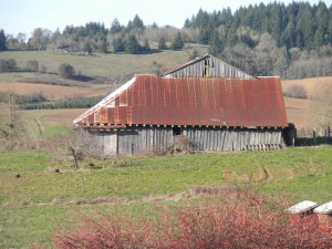 The 1853 Ransom Belknap Barn in Benton County is one of just 23 pioneer barns still standing in the Willamette Valley. Estimates show that in 1865 there were 4, 600 barns in the valley (Photo courtesy BA Beierle). 