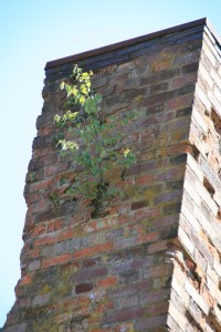 tree growing from chimney (photo courtesy of Menucha Retreat and Conference Center)